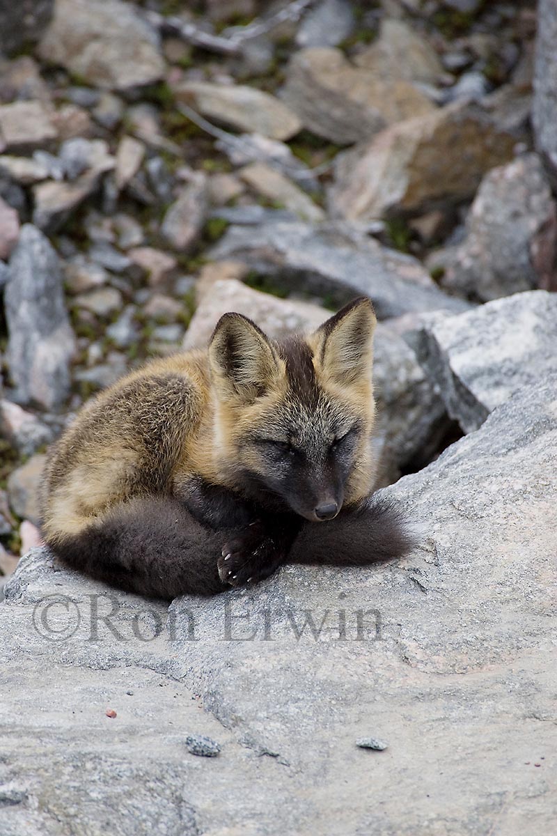 Cross Phase Red Fox