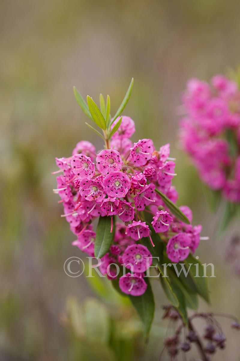 Bog Laurel