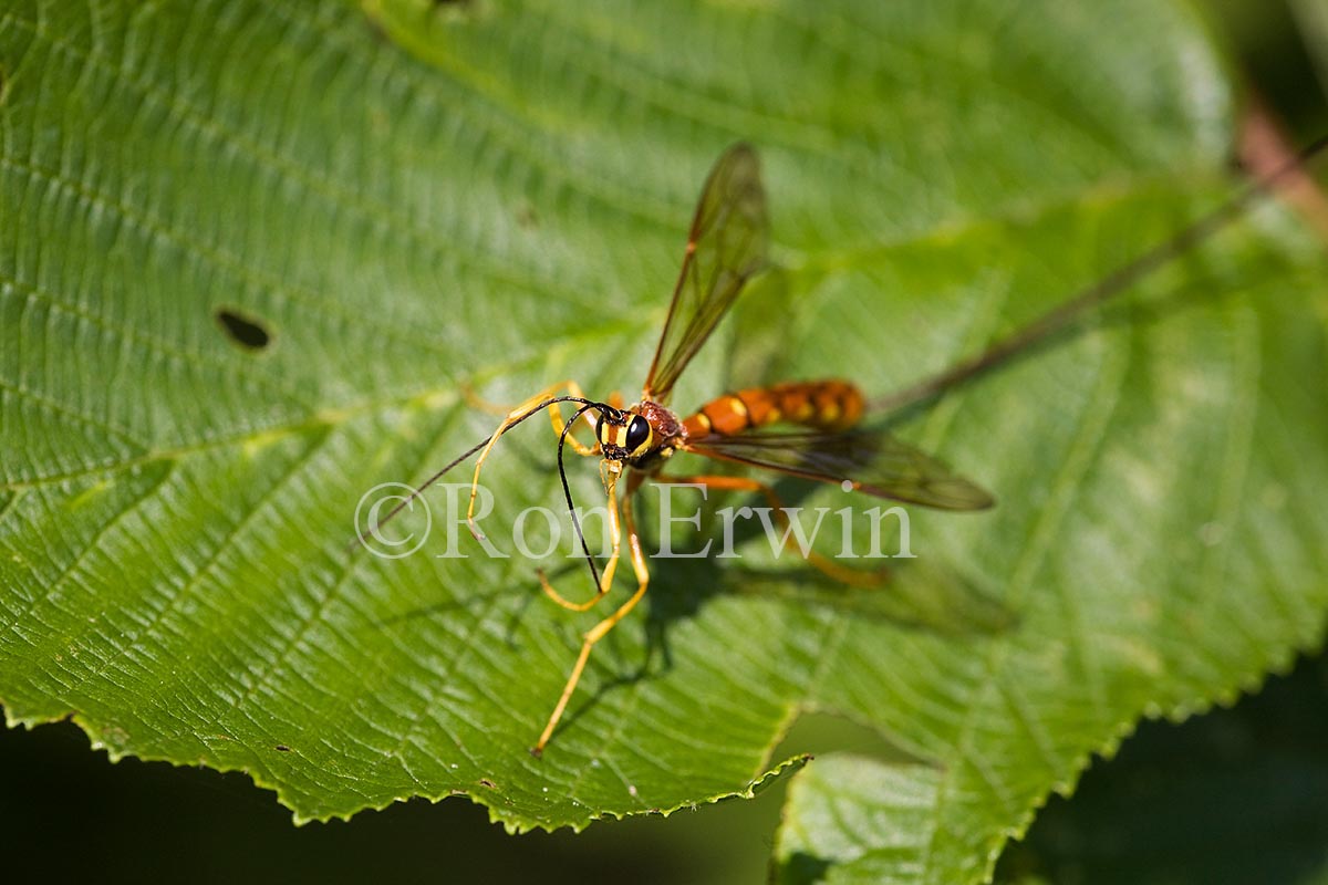 Ichneumon Wasp