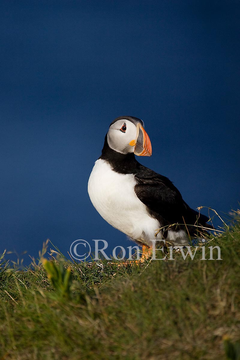 Atlantic Puffins