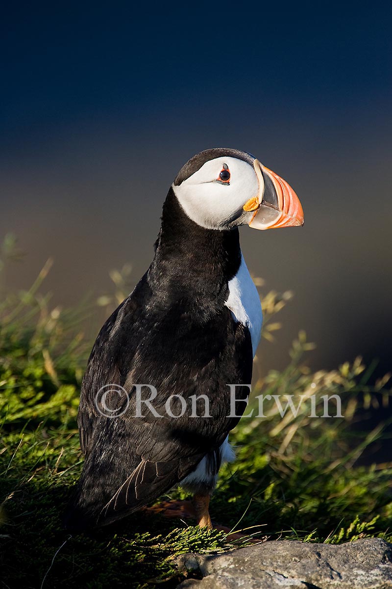 Atlantic Puffins