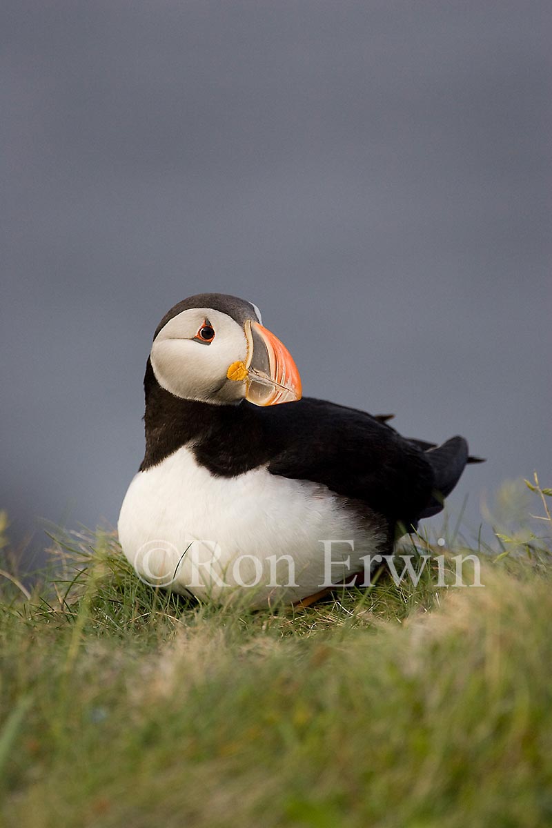 Atlantic Puffin