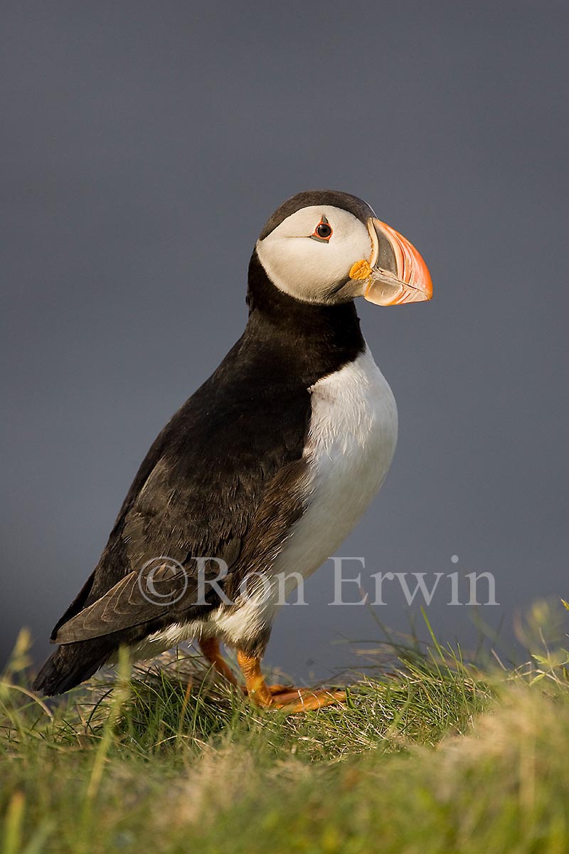 Atlantic Puffin