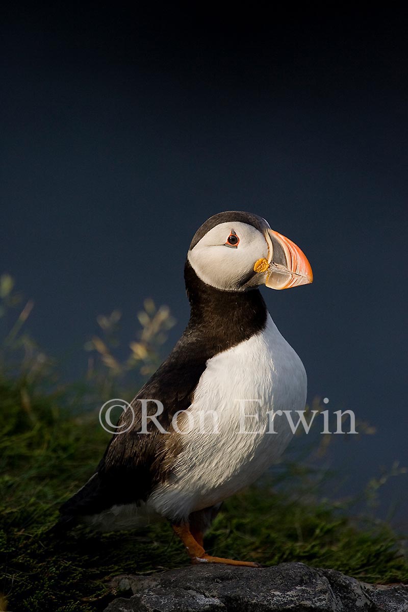 Atlantic Puffin