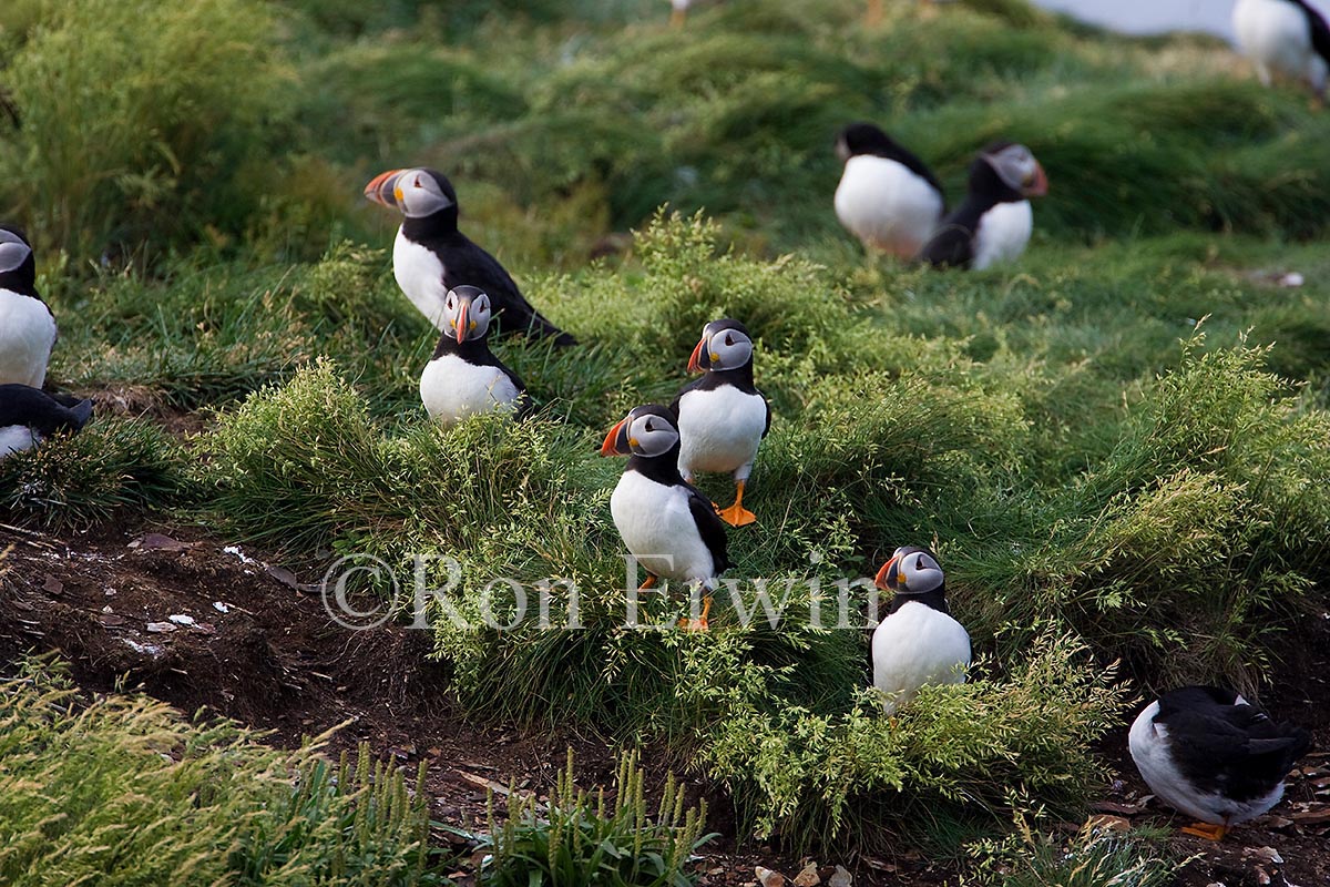 Atlantic Puffins