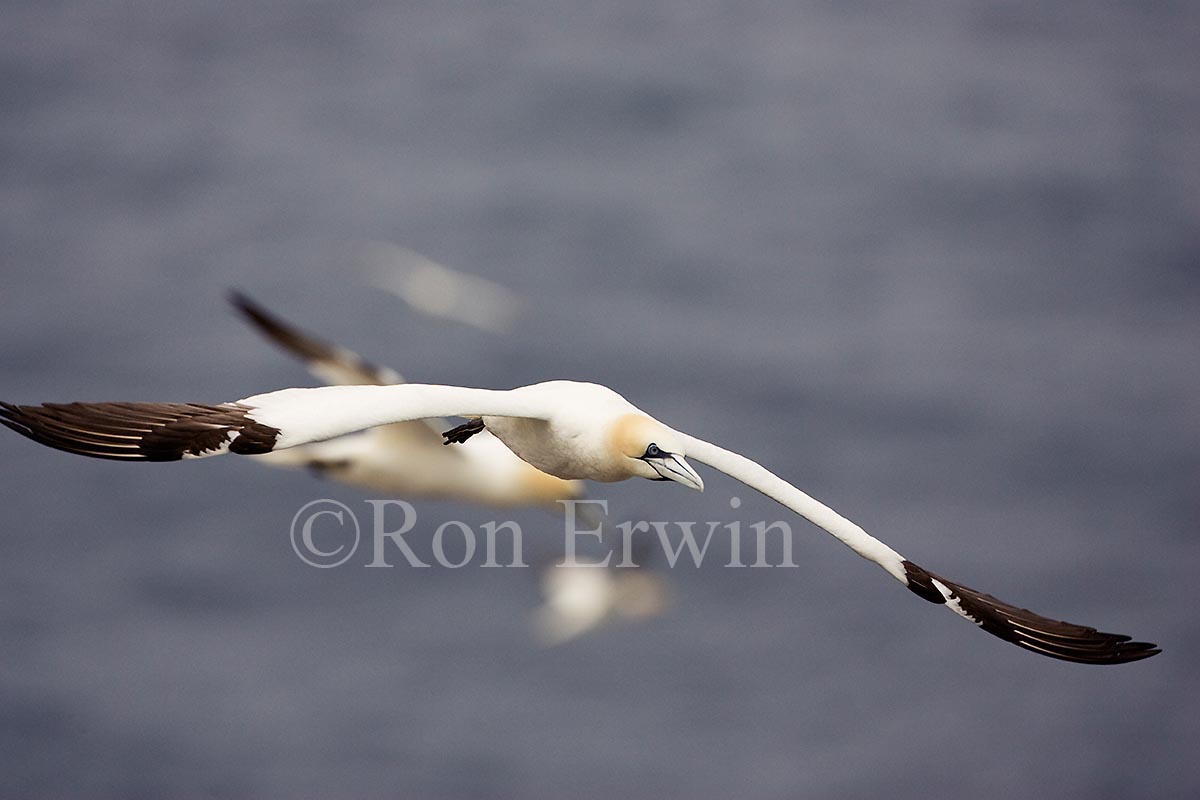 Northern Gannet in Flight