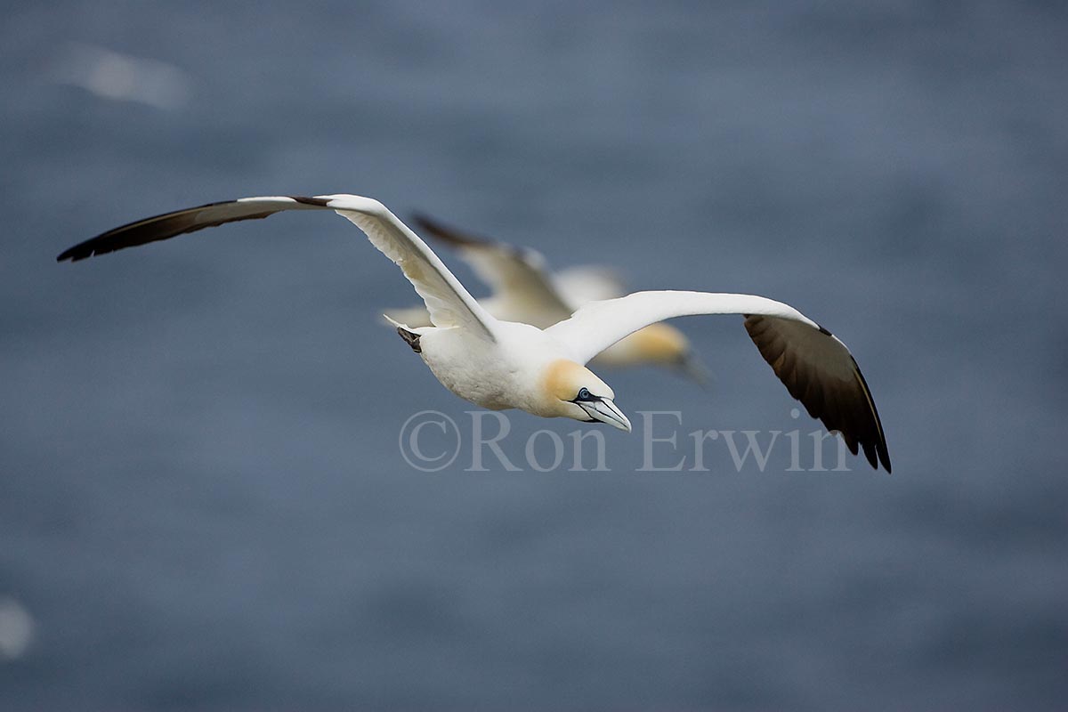 Northern Gannet in Flight