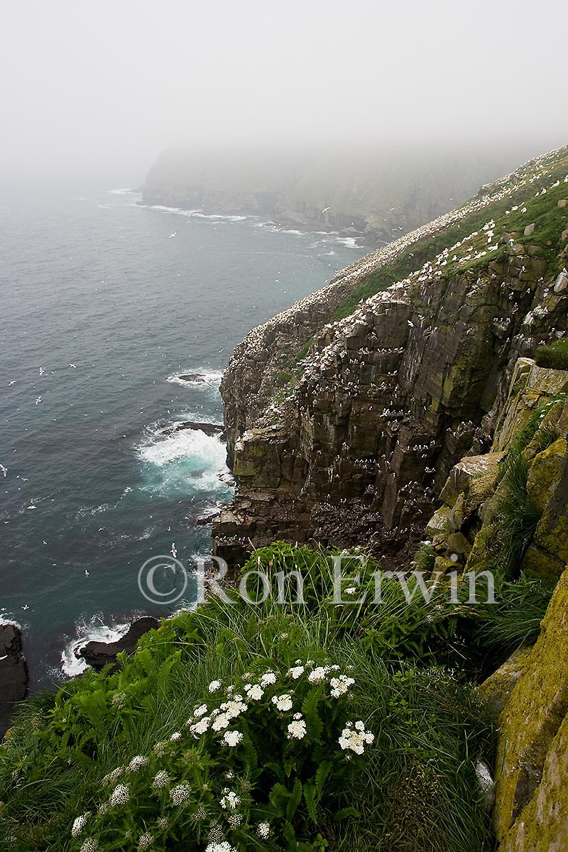 Cape St. Mary's, NL