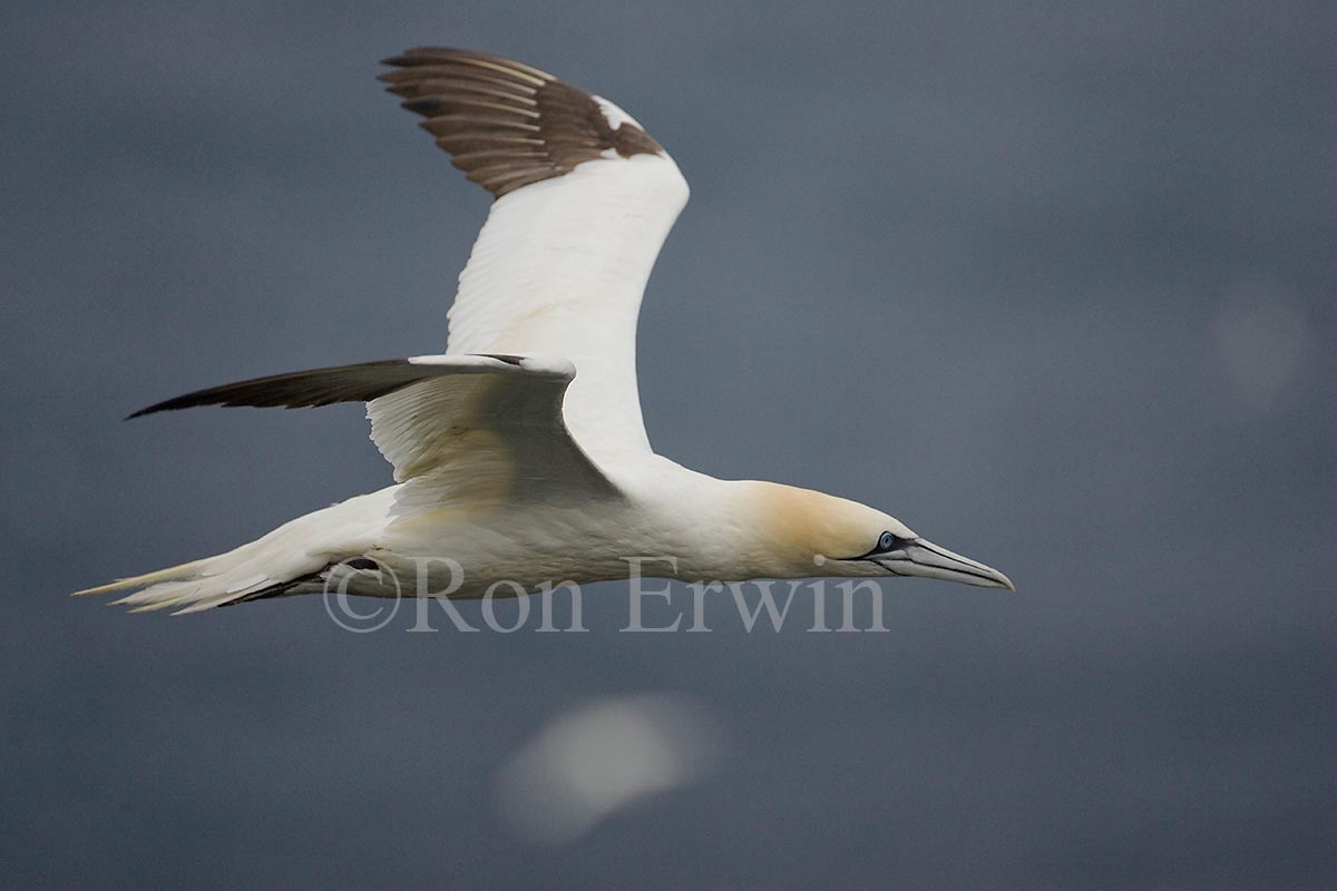 Northern Gannet in Flight