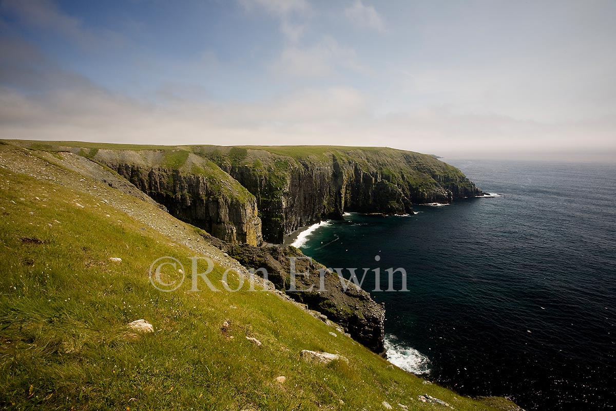 Portugal Cove Rookery