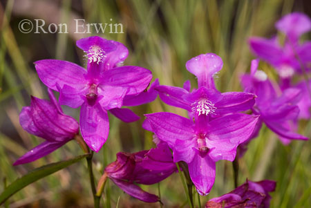 Grass Pink Orchids