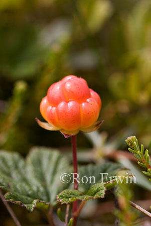 Cloudberry or  Bakeapple