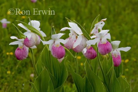 Showy Lady's Slippers