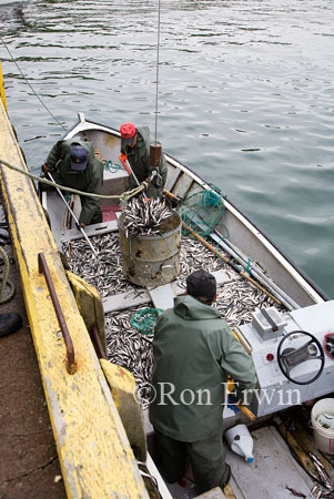 Capelin fishing, Forteau, Labrador, NL