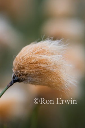 Tawny Cotton Grass