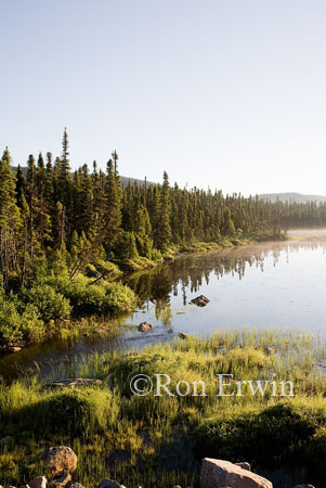 Boreal Forest, NL