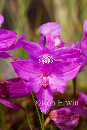 Grass Pink Orchids