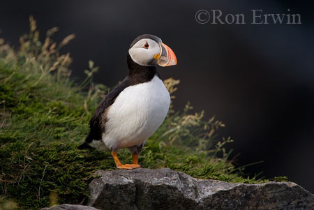 Atlantic Puffin
