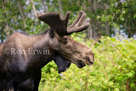 Bull Moose