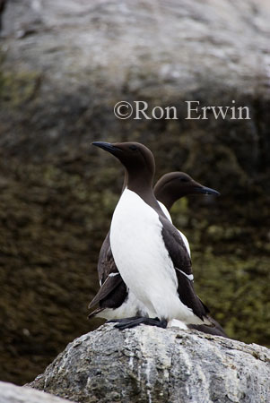 Murres