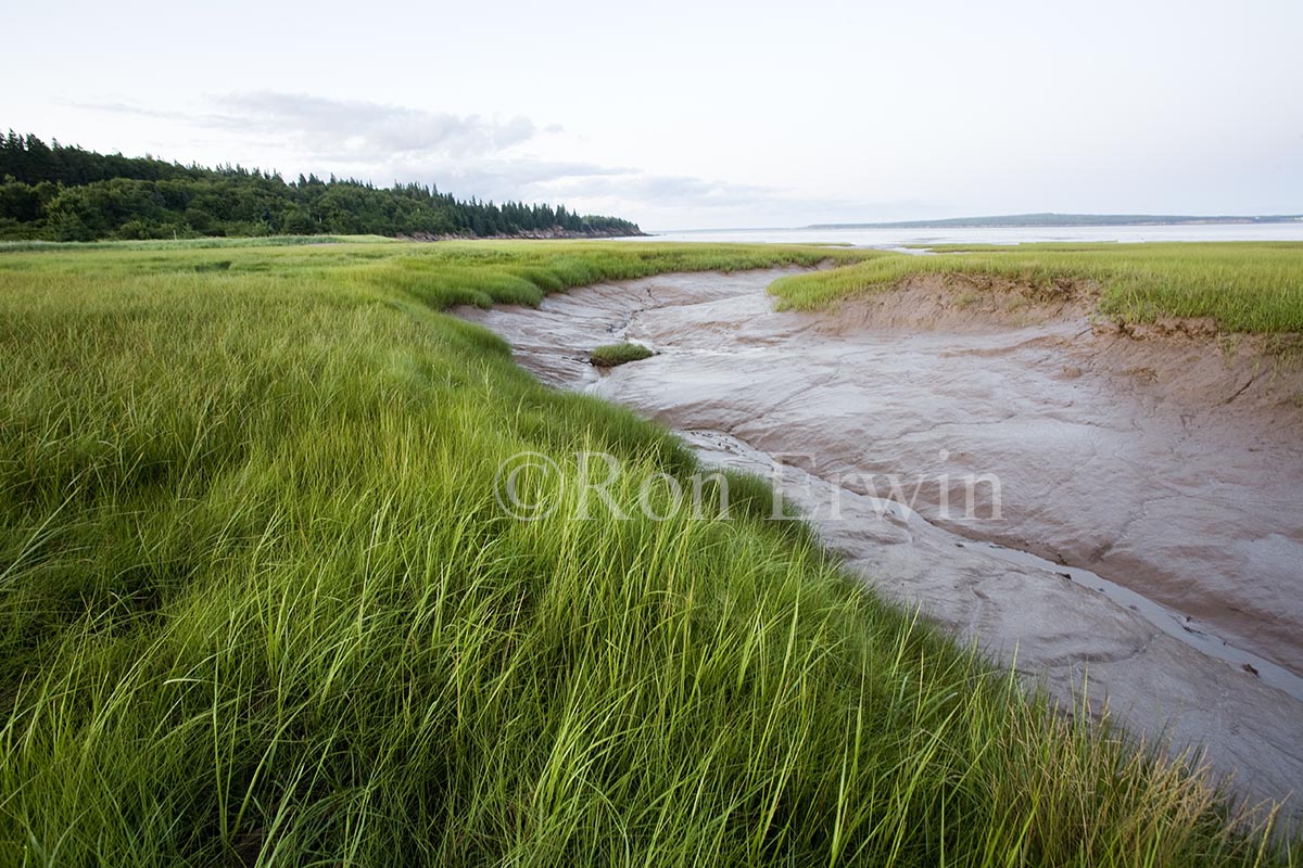 Fundy Mud, NB