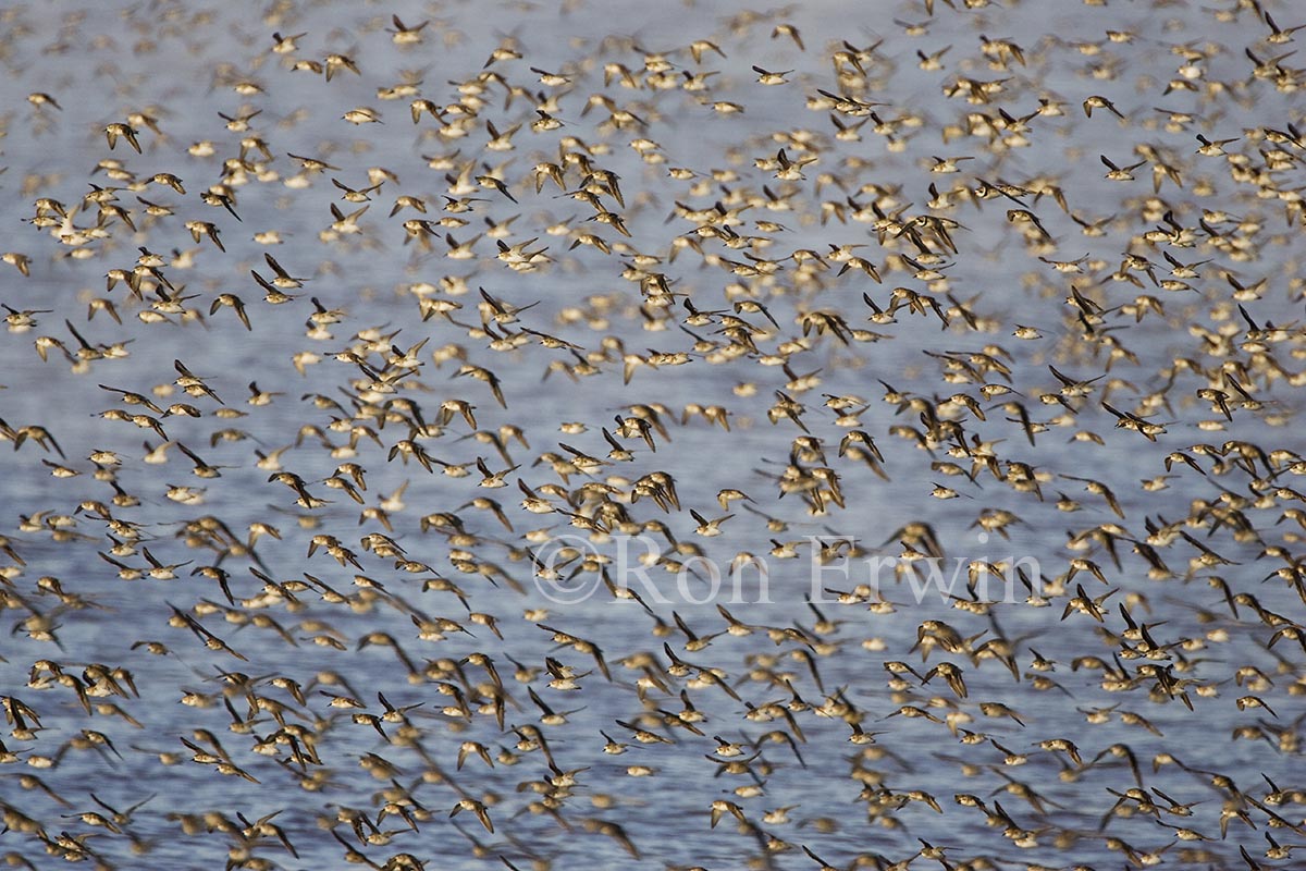 Shorebird Flock