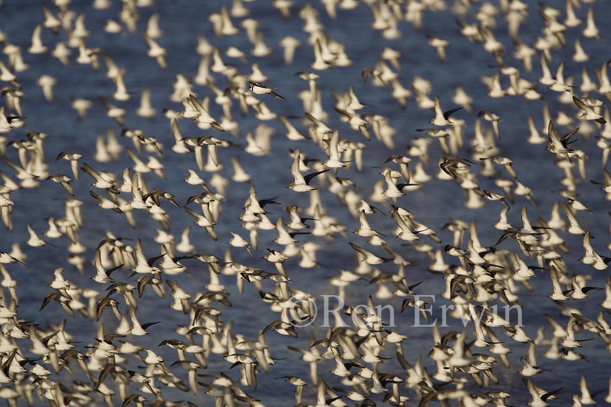 Shorebird Migration