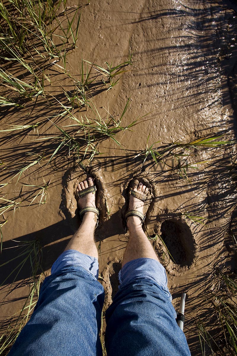 Fundy Mud, NB