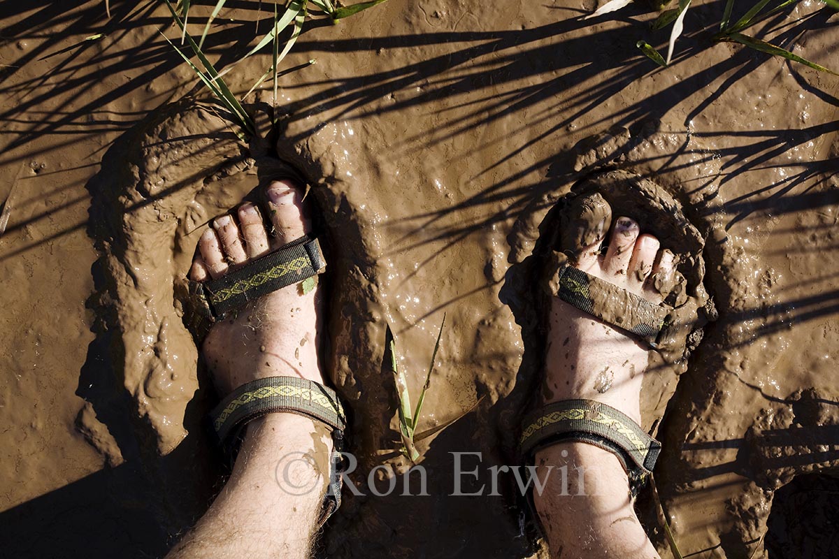 Fundy Mud, NB