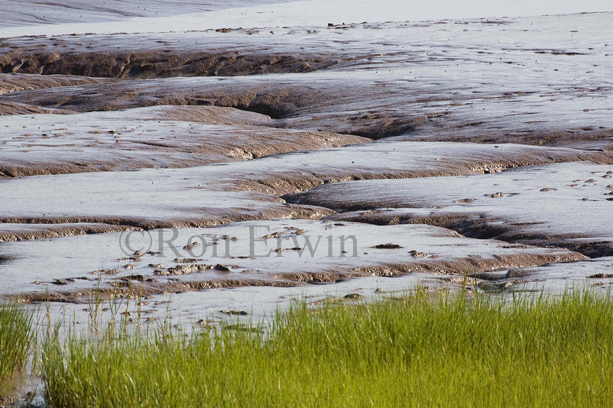Fundy Mud, NB