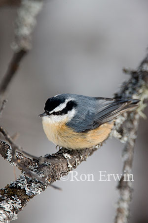 Red-breasted Nuthatch