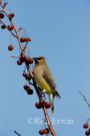 Cedar Waxwing