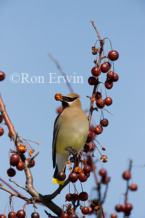 Cedar Waxwing