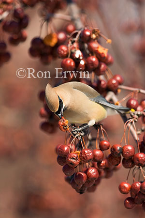 Cedar Waxwing