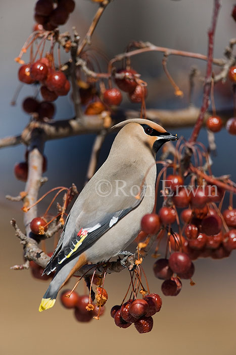 Bohemian Waxwing