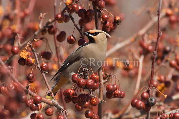 Bohemian Waxwing