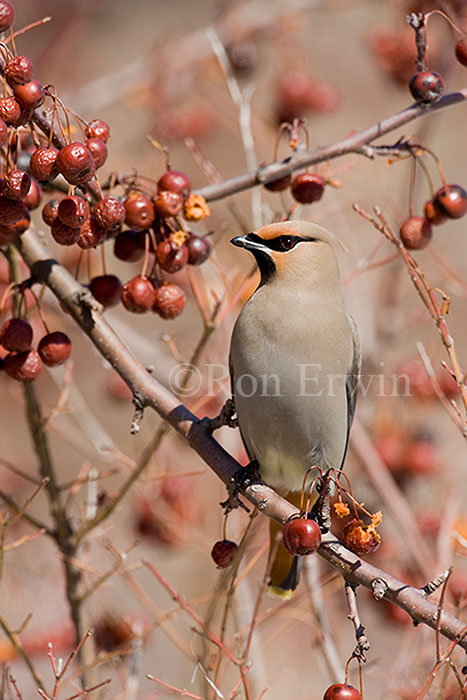 Bohemian Waxwing