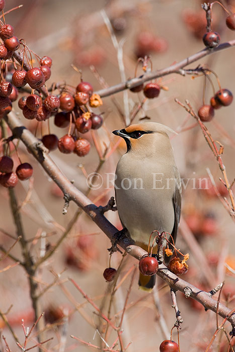 Bohemian Waxwing
