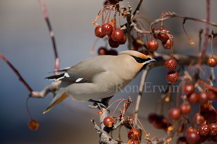 Bohemian Waxwing