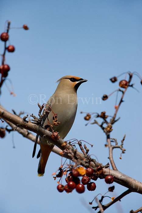 Bohemian Waxwing