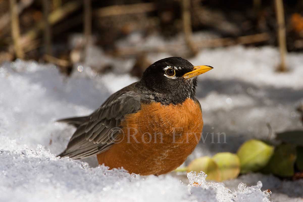 American Robin