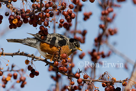 American Robin