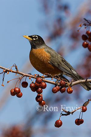 Robin in Crabapples