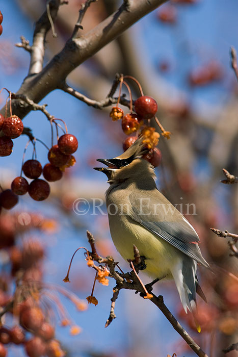 Cedar Waxwing