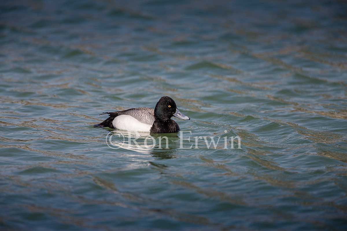 Lesser Scaup