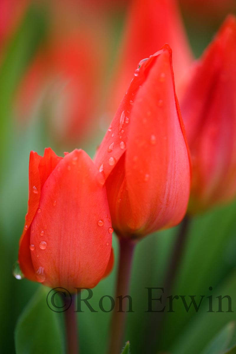 Red Tulips