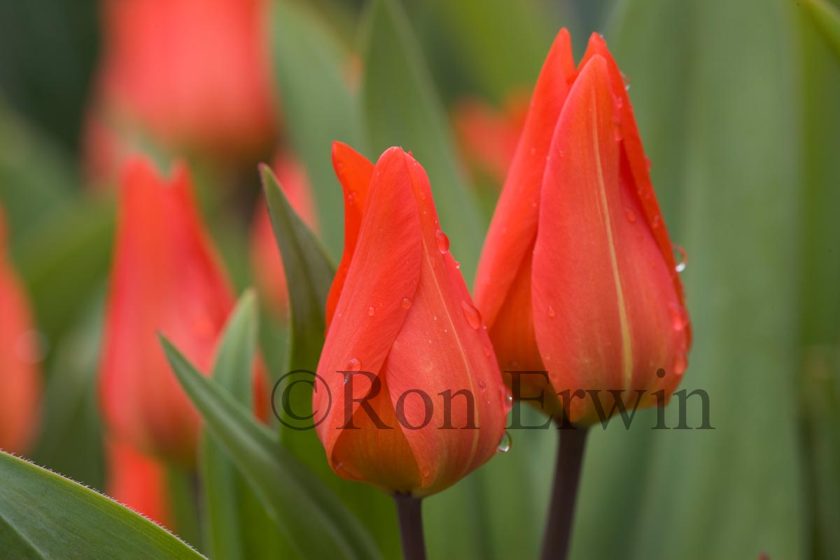 Red Tulips