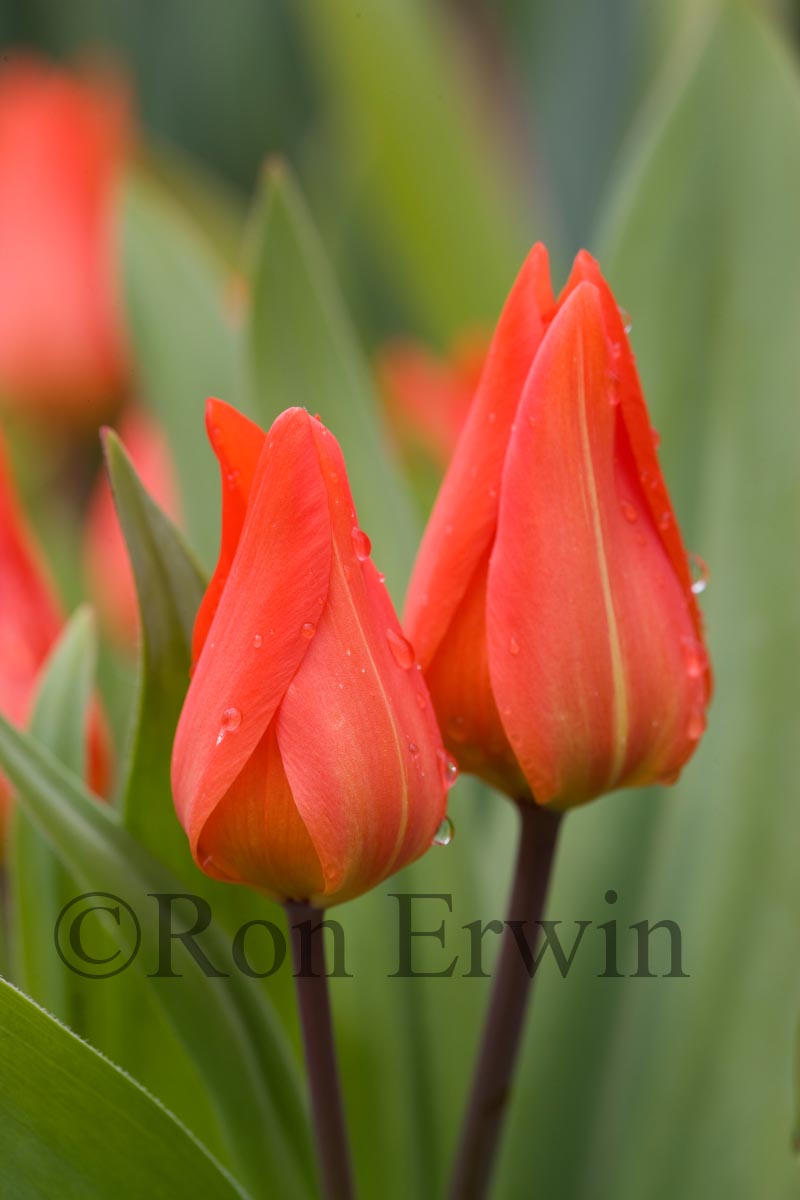 Red Tulips