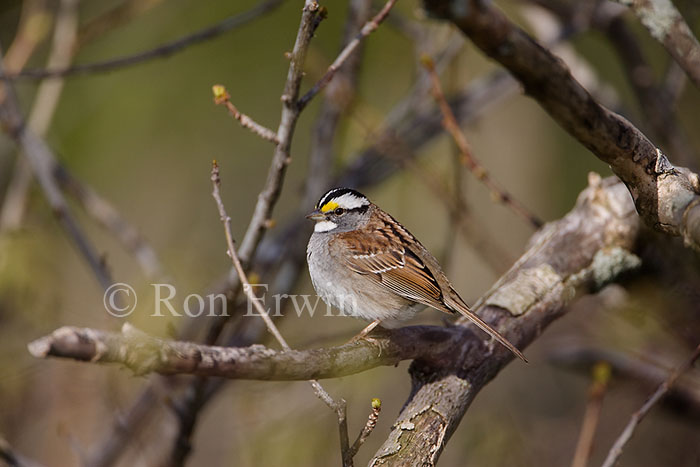 White-troated Sparrow