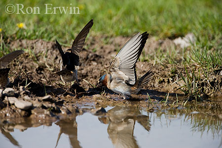 Cliff Swallows